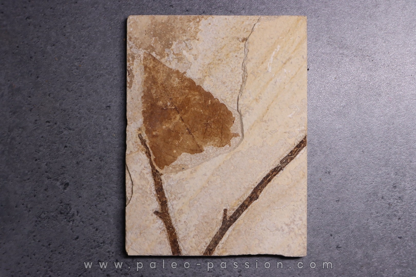 Populus wilmattae - Eocène - Green river fmt-18 inch layer - Kemmerer, Wyoming - USA