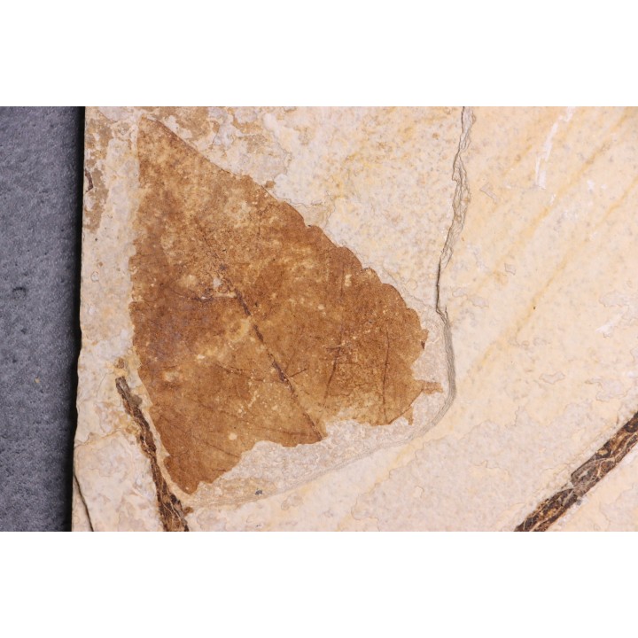 Populus wilmattae - Eocène - Green river fmt-18 inch layer - Kemmerer, Wyoming - USA