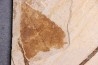 Populus wilmattae - Eocène - Green river fmt-18 inch layer - Kemmerer, Wyoming - USA