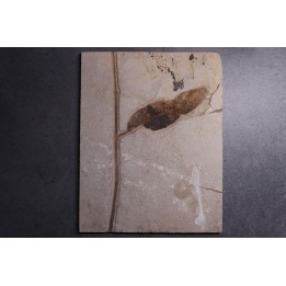 belle feuille a déterminer - Eocène - green river fmt -18 inch layer - Kemmerer, Wyoming - USA