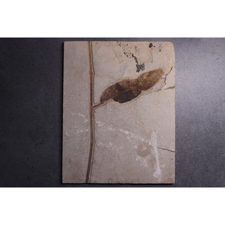 unnamed leaf - Eocène - Green river fmt-18 inch layer - Kemmerer, Wyoming - USA