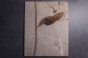 unnamed leaf - Eocène - Green river fmt-18 inch layer - Kemmerer, Wyoming - USA