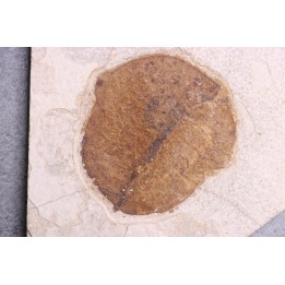 Fruit: Koelreuteria sp. - Eocène - Green river fmt-18 inch layer - Kemmerer, Wyoming - USA