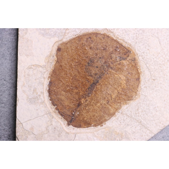 Fruit: Koelreuteria sp. - Eocène - green river fmt -18 inch layer - Kemmerer, Wyoming - USA