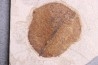 Fruit: Koelreuteria sp. - Eocène - green river fmt -18 inch layer - Kemmerer, Wyoming - USA