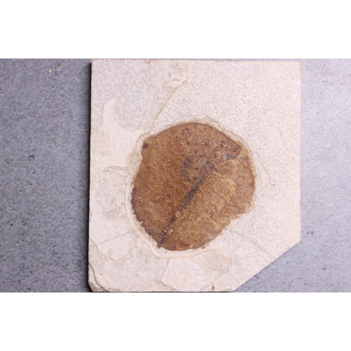 Fruit: Koelreuteria sp. - Eocène - green river fmt -18 inch layer - Kemmerer, Wyoming - USA