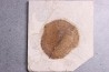 Fruit: Koelreuteria sp. - Eocène - green river fmt -18 inch layer - Kemmerer, Wyoming - USA