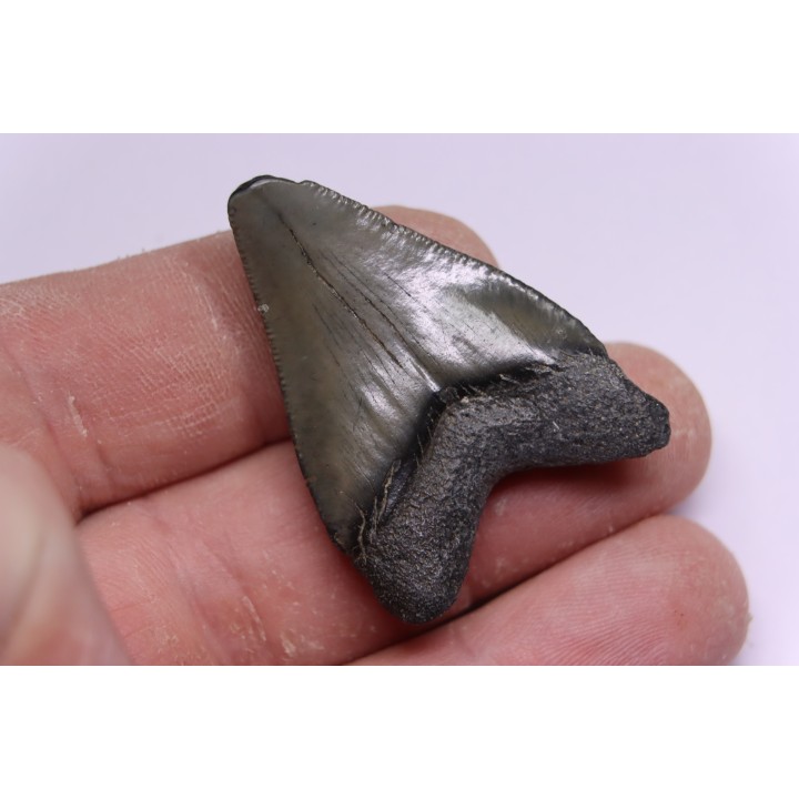 dent de requin: CARCHARODON MEGALODON