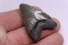 dent de requin: CARCHARODON MEGALODON