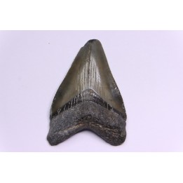 shark teeth: CARCHARODON MEGALODON