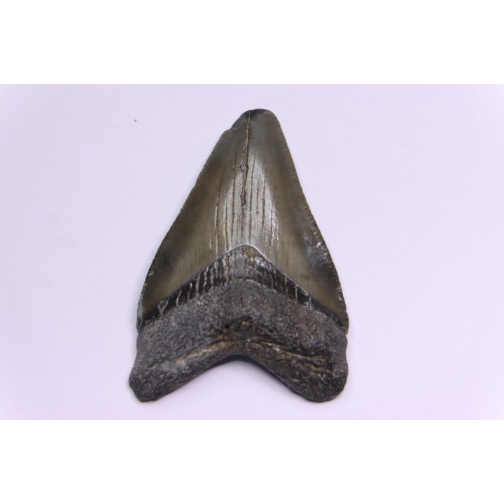 dent de requin: CARCHARODON MEGALODON