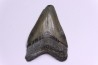 dent de requin: CARCHARODON MEGALODON