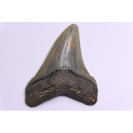dent de requin: CARCHARODON MEGALODON
