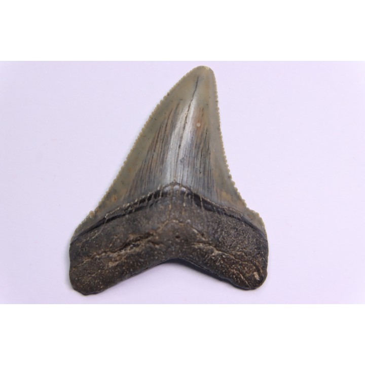shark teeth: CARCHARODON MEGALODON