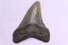 shark teeth: CARCHARODON MEGALODON