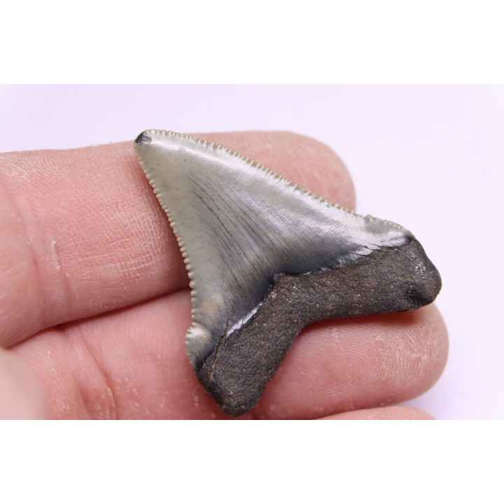 dent de requin: CARCHARODON MEGALODON