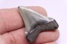 dent de requin: CARCHARODON MEGALODON