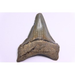 dent de requin: CARCHARODON MEGALODON