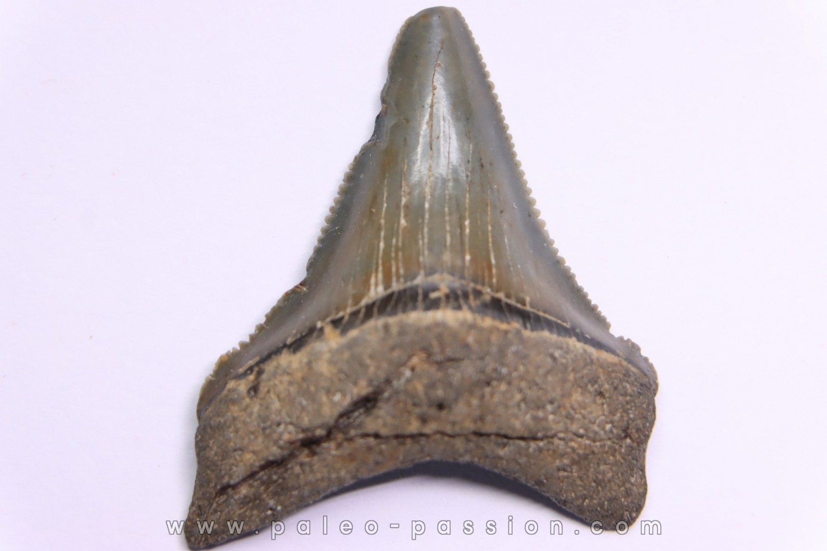 shark teeth: CARCHARODON MEGALODON