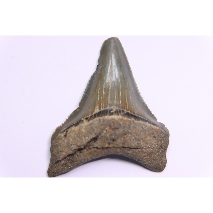 dent de requin: CARCHARODON MEGALODON