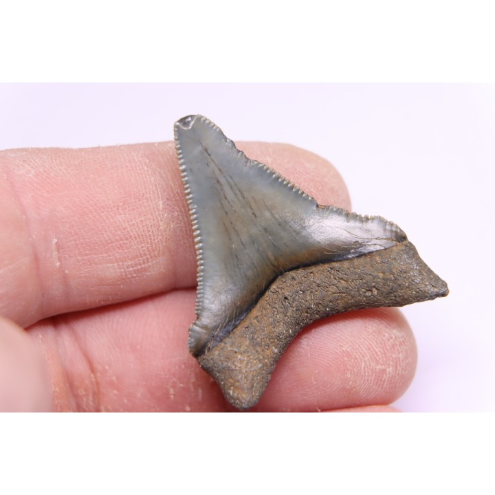 shark teeth: CARCHARODON MEGALODON