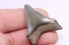 shark teeth: CARCHARODON MEGALODON