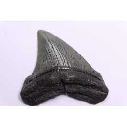 dent de requin: CARCHARODON MEGALODON