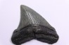 shark teeth: CARCHARODON MEGALODON