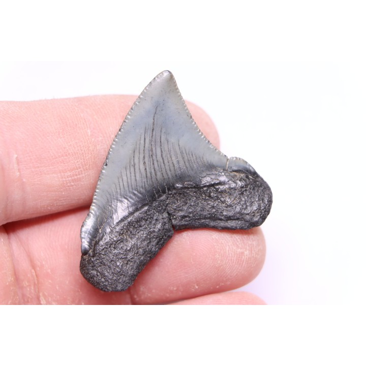 shark teeth: CARCHARODON MEGALODON