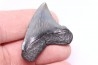 dent de requin: CARCHARODON MEGALODON