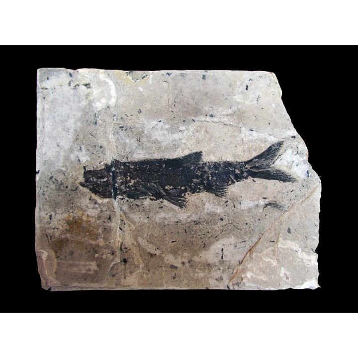 Leuciscus demasii (2)