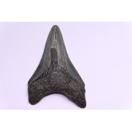 dent de requin: CARCHARODON MEGALODON