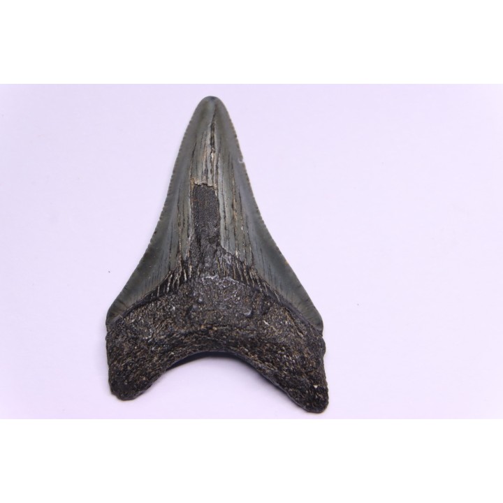 shark teeth: CARCHARODON MEGALODON