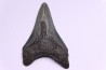 shark teeth: CARCHARODON MEGALODON