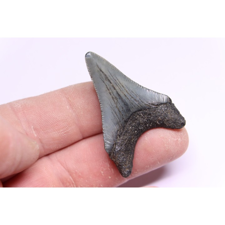 shark teeth: CARCHARODON MEGALODON