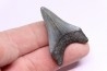 shark teeth: CARCHARODON MEGALODON