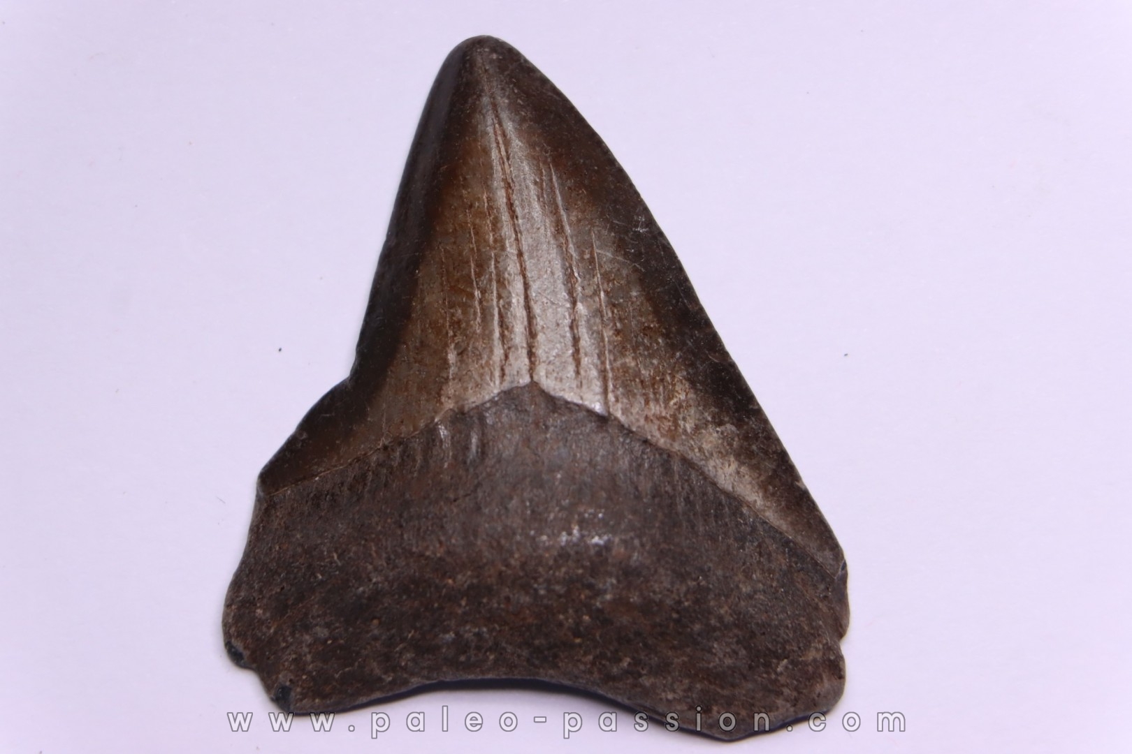 shark teeth: CARCHARODON MEGALODON