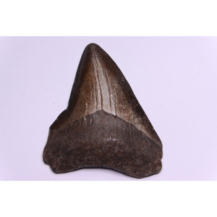 shark teeth: CARCHARODON MEGALODON