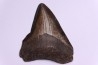 dent de requin: CARCHARODON MEGALODON