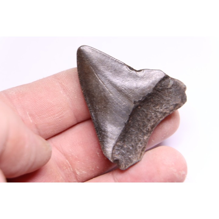 shark teeth: CARCHARODON MEGALODON