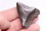 dent de requin: CARCHARODON MEGALODON