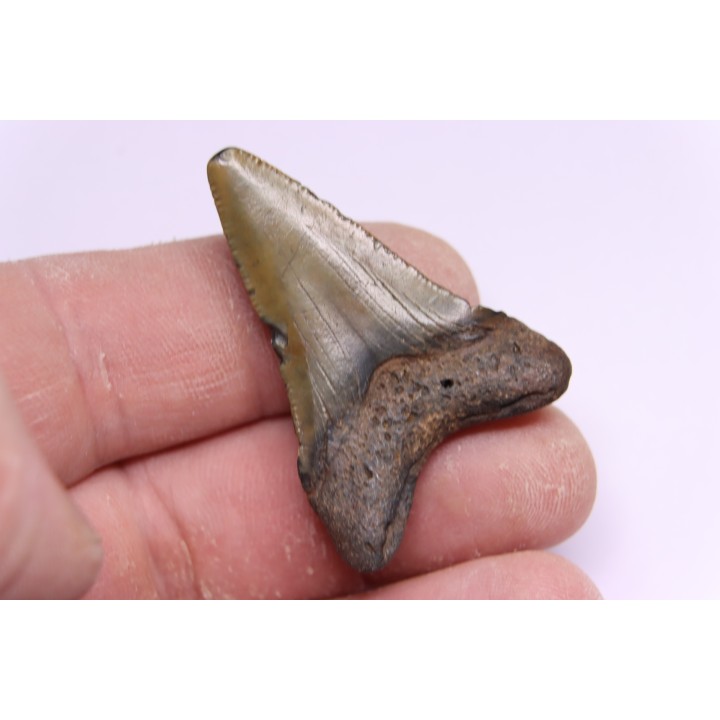 dent de requin: CARCHARODON MEGALODON