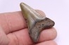 dent de requin: CARCHARODON MEGALODON