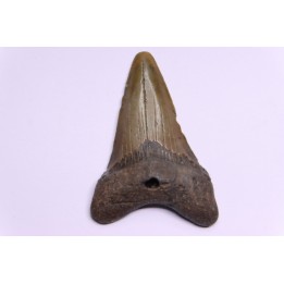 dent de requin: CARCHARODON MEGALODON