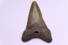 shark teeth: CARCHARODON MEGALODON