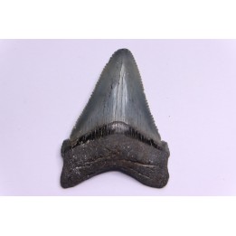 shark teeth: CARCHARODON MEGALODON