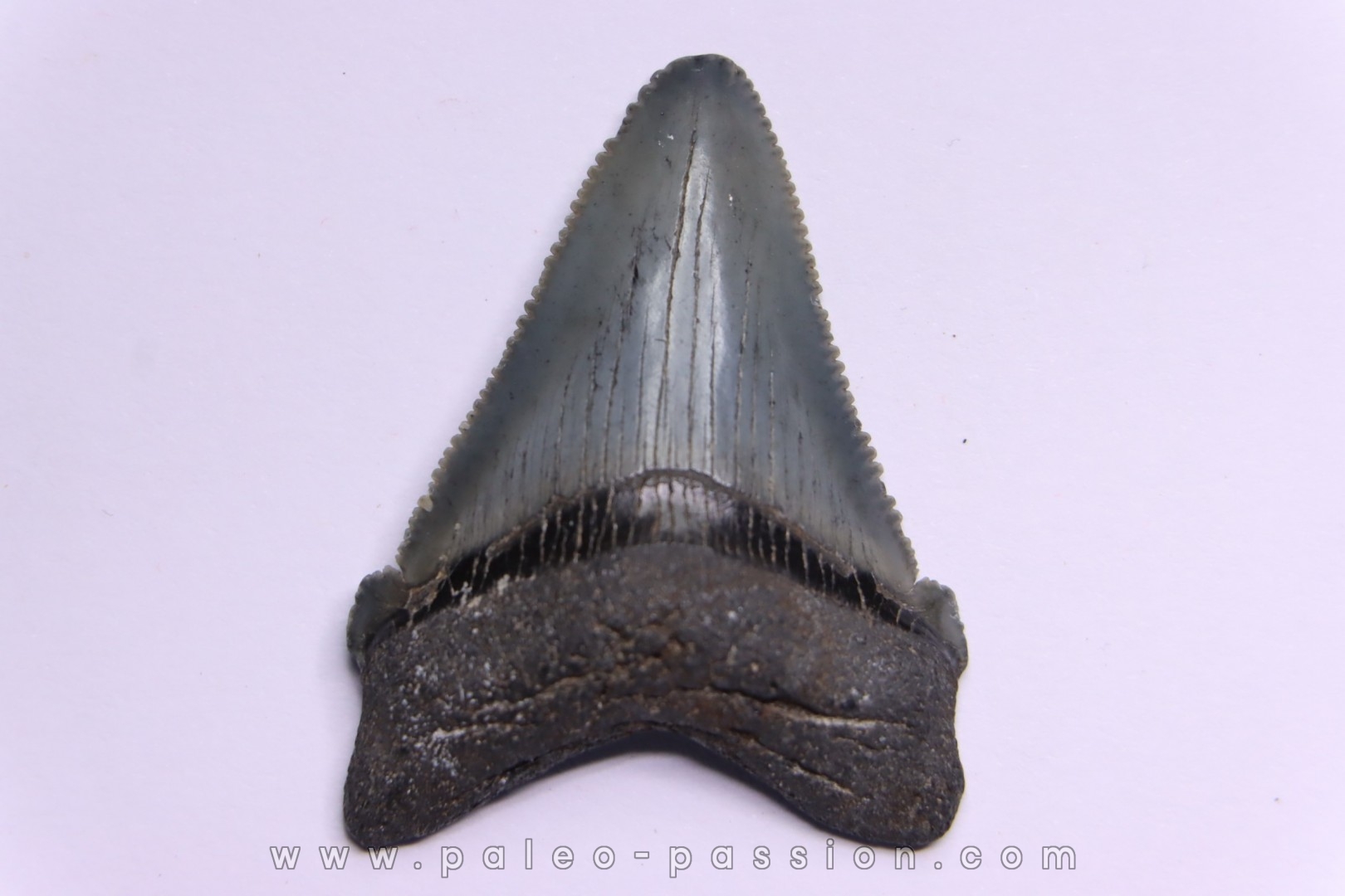shark teeth: CARCHARODON MEGALODON