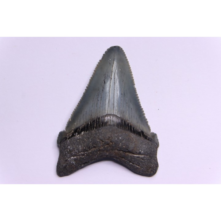 shark teeth: CARCHARODON MEGALODON