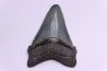 shark teeth: CARCHARODON MEGALODON