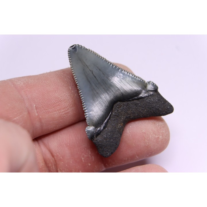 shark teeth: CARCHARODON MEGALODON